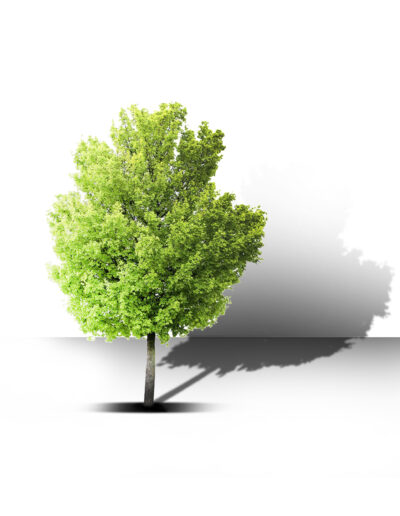 Ombra Albero